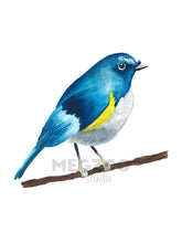 Load image into Gallery viewer, Himalayan Bluetail Watercolor Print