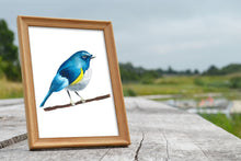 Load image into Gallery viewer, Himalayan Bluetail Watercolor Print
