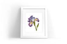 Load image into Gallery viewer, Purple Iris Watercolor Print