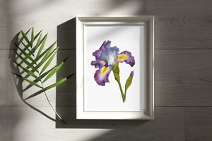Purple Iris Watercolor Print