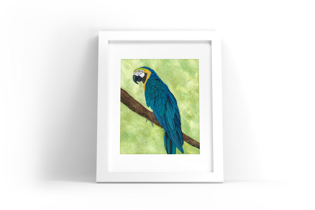 Macaw Watercolor Print